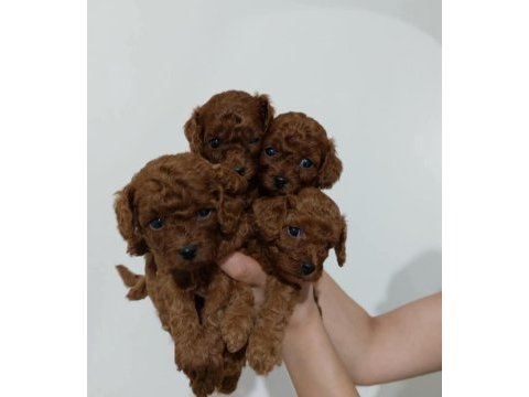 Teacup toy poodle yüzde yüz ırk ve sağlık garantili
