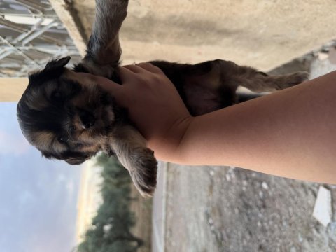 Dişi erkek maltipoo mevcut ister elden ister gönderm