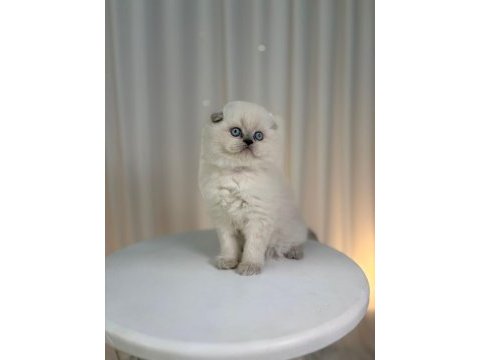 Irk ve sağlık garantili scottish fold yavrular