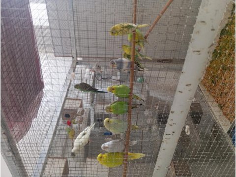 Yavru muhabbet kuşu