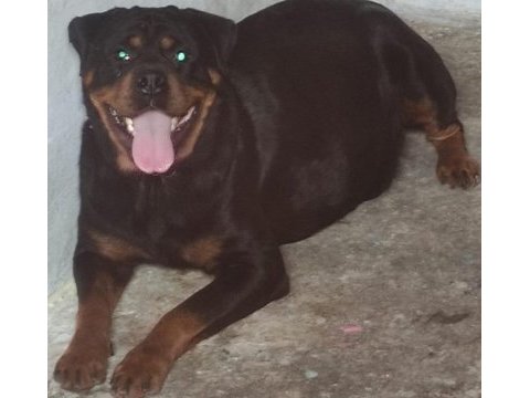 Dişi erkek ve dişi rottweiler yavrular