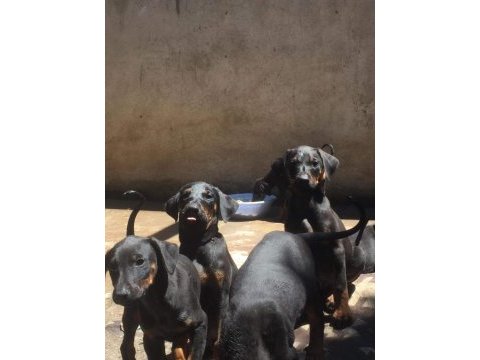 King doberman yavruları