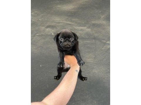 Safkan orjinal ırk pug mops yavrularımız