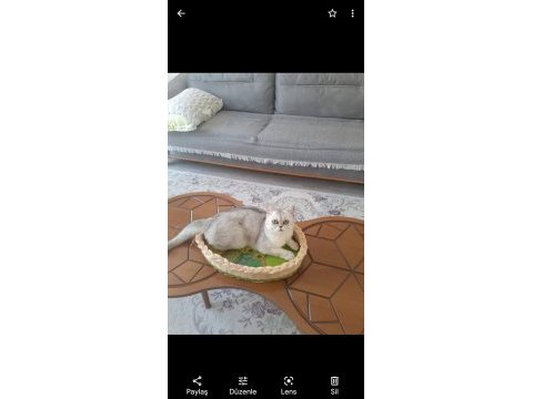 Canım british shorthair oğluma gelin arıyorum