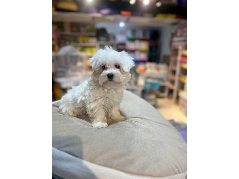 Show güzellikte safkan maltese bebekler