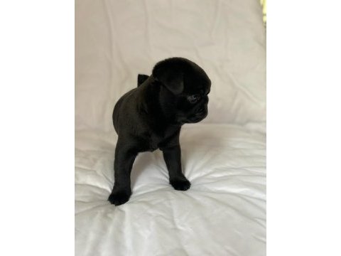 Gül kuyruk sevecen lekesiz siyah pug