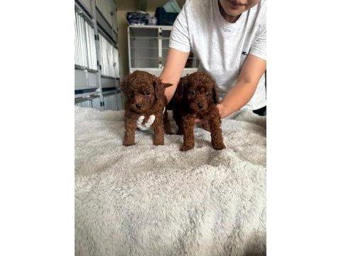 Kore toy poodle yavrularımız