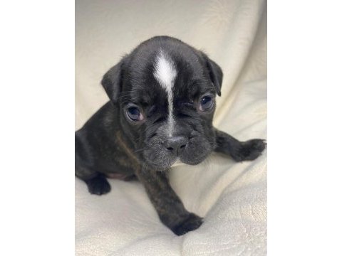 Yavru erkek french bulldog