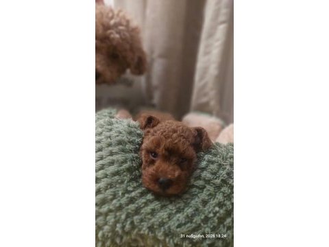Görüntülü aramaya açık toy poodle yavrum