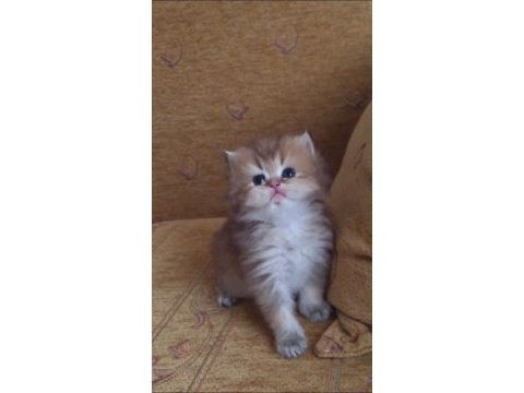 Golden british longhair yavrular