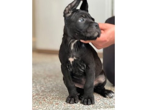 Safkan cane corso dişi erkek yavrularımız