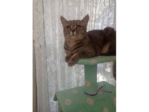 Tertemiz kedimiz sağlıklı yavru