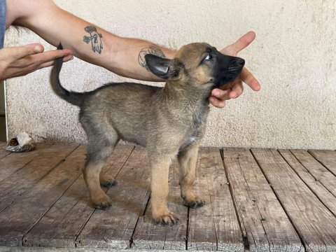 Koca patili malinois yavrumuz