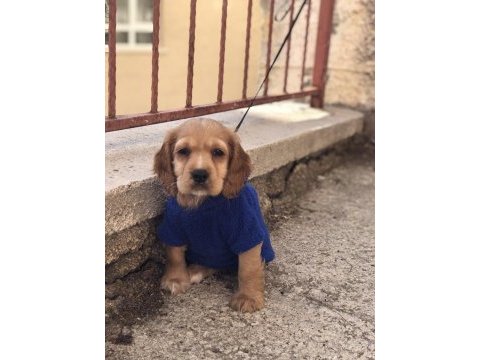 İngiliz cocker 2.5 aylık yavru