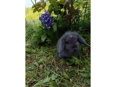Safkan hollanda lop tavşan yavruları