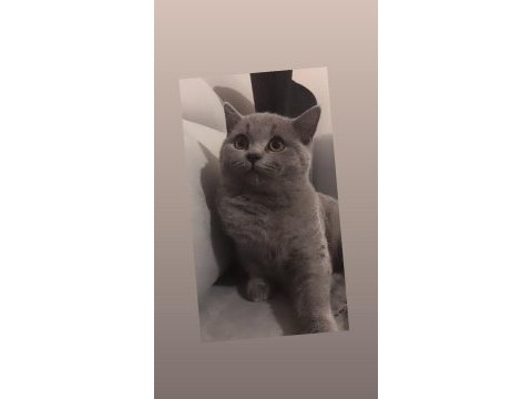 Güzel british shorthair kızımı sahiplendiriyorum