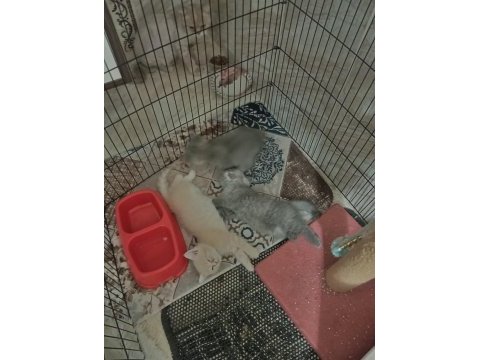 British shorthair silver kedilerimiz sizleri bekliyor