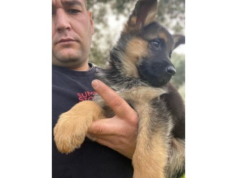 Showline alman çoban köpeği