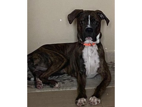 10 aylık boxer
