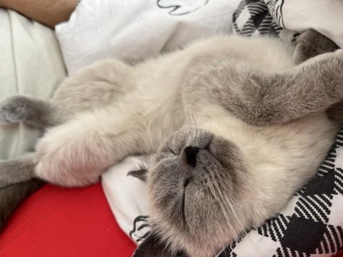 British shorthair blue point