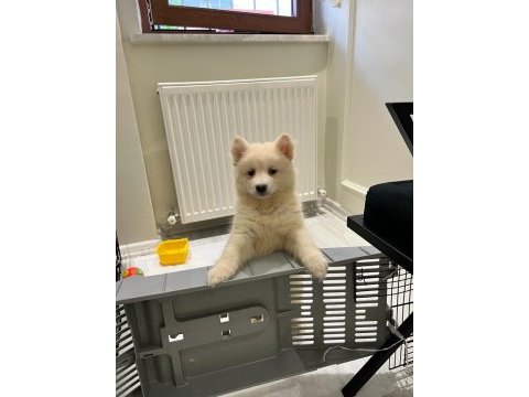 2 buçuk aylık a kalite samoyed yavru