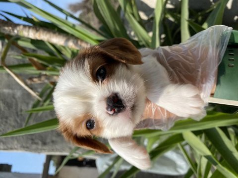 Cavalier king charles yavrular