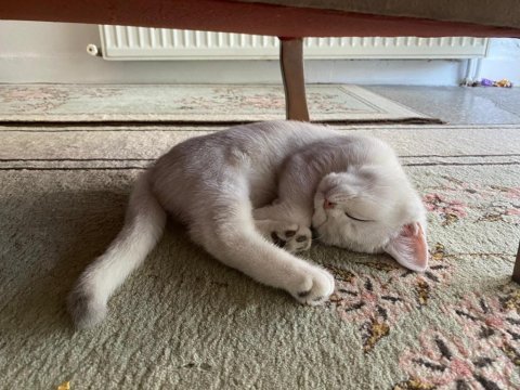 British shorthair kedimiz sahiplendirilecektir