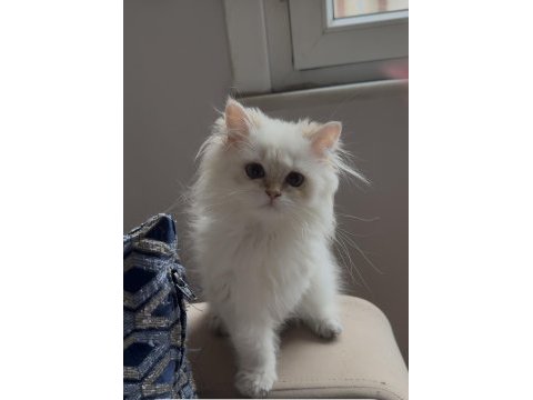 Safkan british longhair point yavru