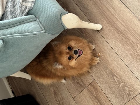Pomeranian dişi 2 yaşında