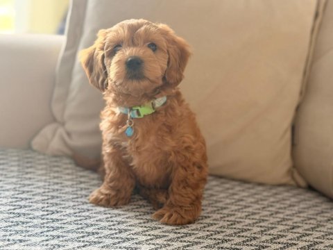 4 aylık maltipoo