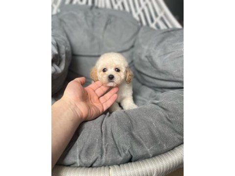Dünyalar tatlısı erkek f1 maltipoo