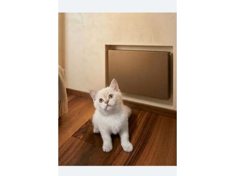 Pendik evden british shorthair