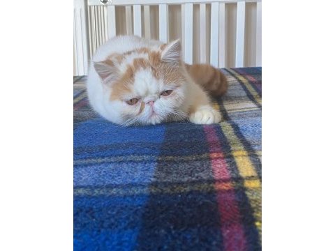 Babası şampiyon exotic shorthair yavrunuza ev arıyoruz