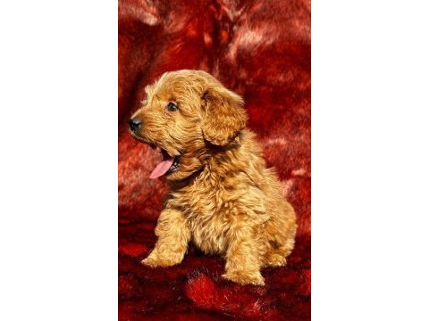 Çikolata tadında maltipoo browniler