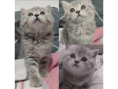 British shorthair silver açıklamayı okuyun