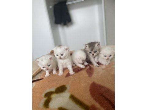 Safkan british shorthair kedimiz