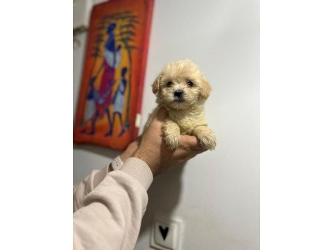 Her renk maltipoo yavrumuzu canlı görebilirsiniz