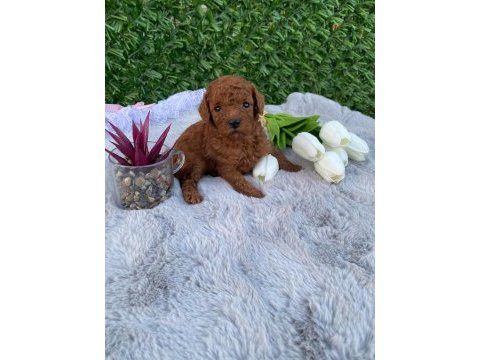 Toy poodle bebekler