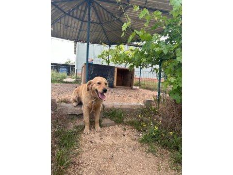 Golden retriever köpeğimiz ücretsiz sahiplendirilecektir