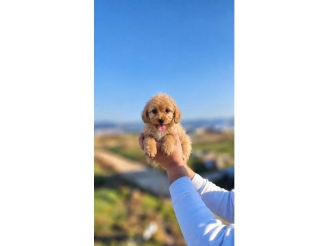 Maltipoo güzellikler