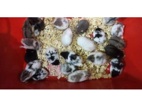 Suriye hamster yavrular ve tüm malzemeleri adrese teslim