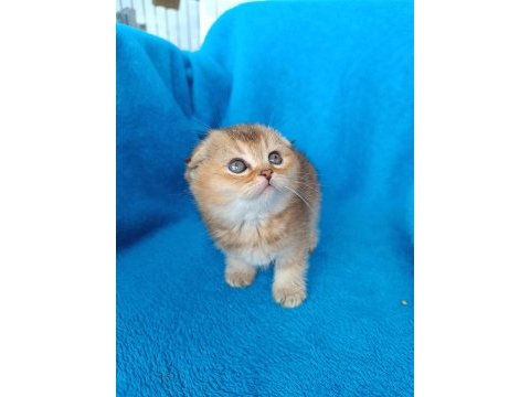 Dişi scottish fold golden