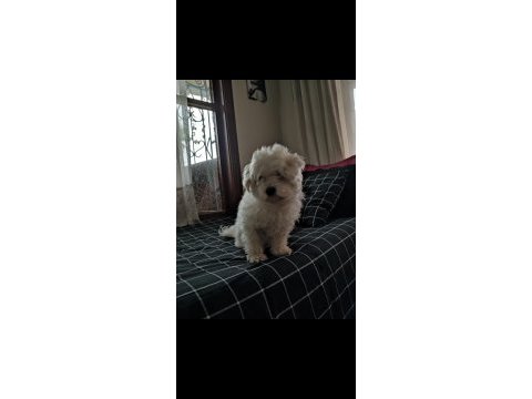 0 numara terrier