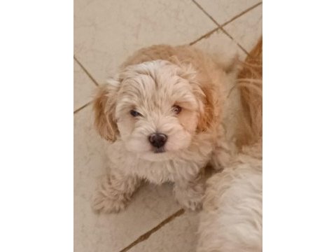 Erkek maltipoo