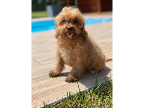 Cavapoo yavruları sağlık ve ırk garantili