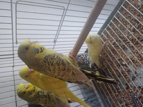 Teksas gold jumbo cremio lutino rainbow sağlıklı kuşlar