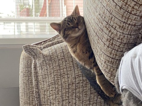 British shorthair kedimize yuva arıyoruz