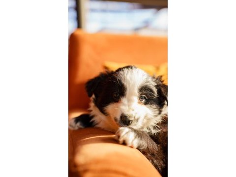 Border collie yavrular