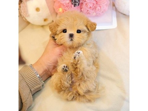 Kore poodle kızımın bebekleri