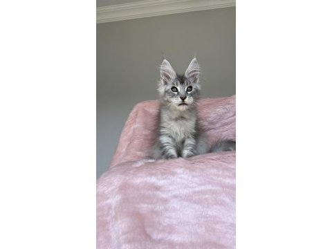 Gümüş renkli maine coon erkek